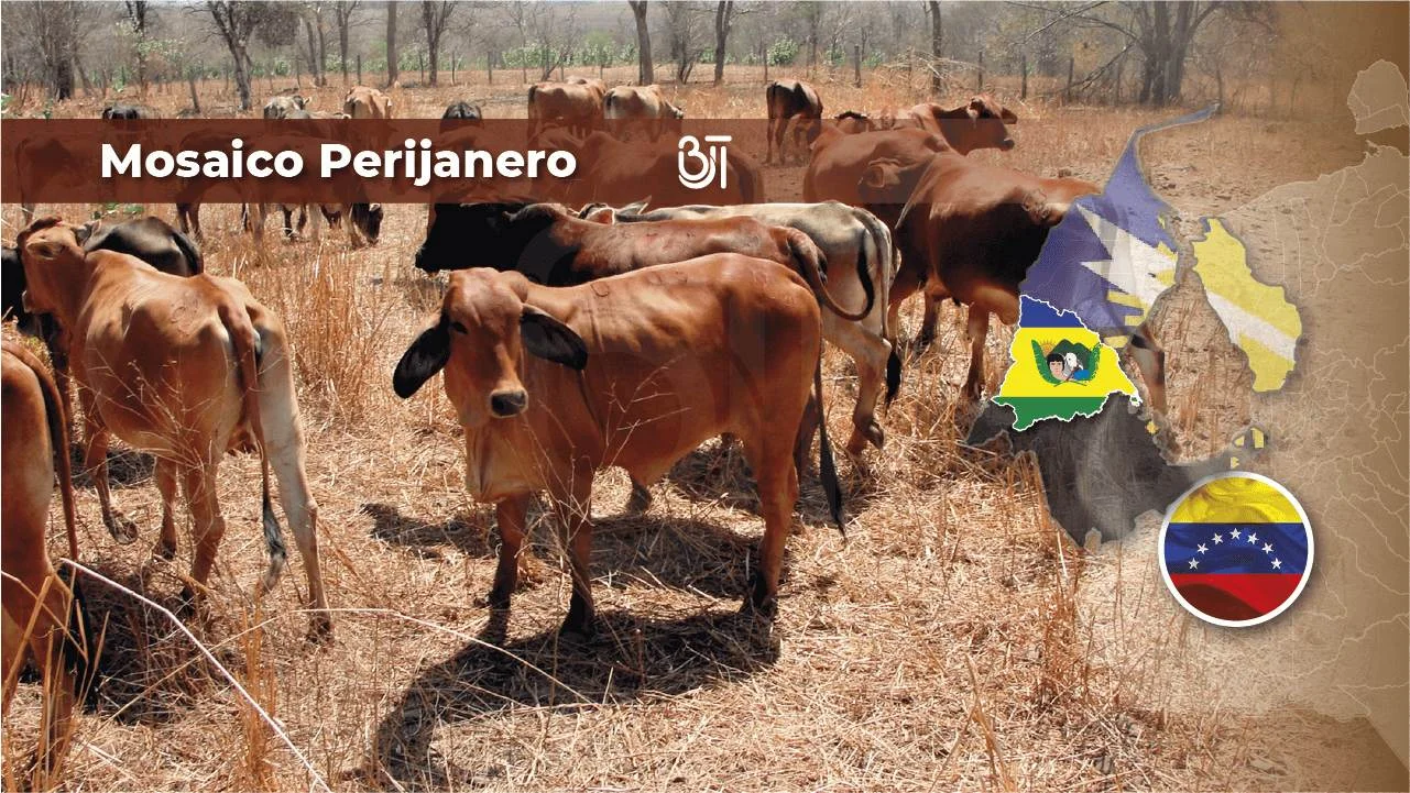Mosaico Perijanero raza de ganado vacuno produccion lactea