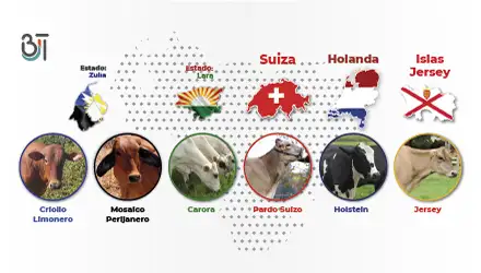 Razas_de ganado_vacunos_para_la_produccion_láctea