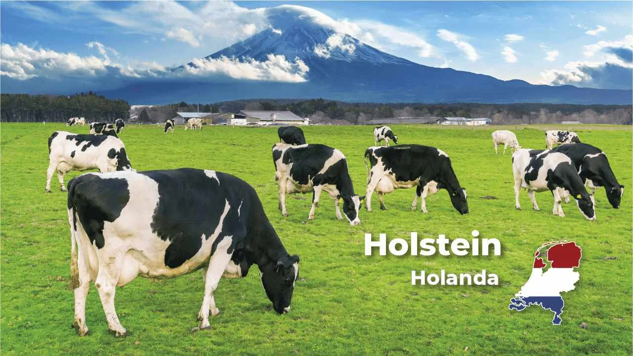 Holstein raza de ganado vacuno produccion lactea