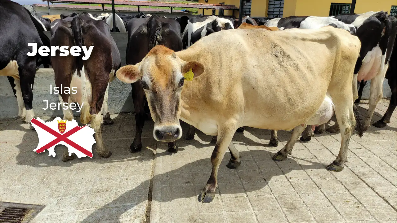 Jersey raza de ganado vacuno produccion lactea