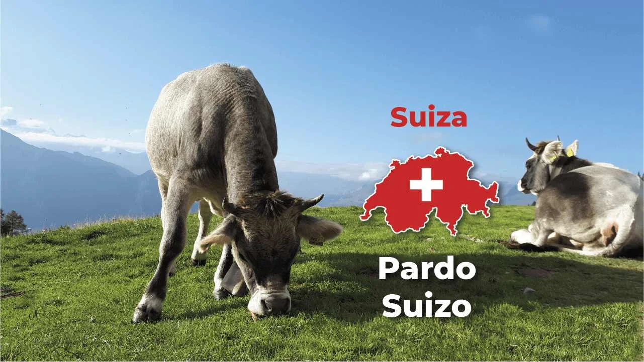 Pardo Suizo raza de ganado vacuno produccion lactea